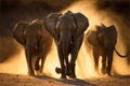 Young African elephants racing toward the water, stirring up dust in the late afternoon sun, AI generated