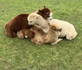 Three young Alpacas