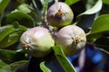 Three young apples on the tree branch