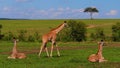 Three young baby Rothchild`s giraffes in Masai Mara National Park, Kenya Royalty Free Stock Photo