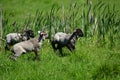 Three young baby sheep lambs in a spring pasture