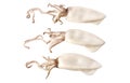 Three young baby squid Royalty Free Stock Photo