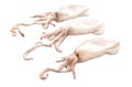 Three young baby squid Royalty Free Stock Photo