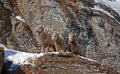 Three young Bighorn Sheep on snowy cliff's edge near Jackson Wyoming