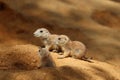 Three young black-tailed prairie dogs, Cynomys ludovicianus, sitting around burrow. Wildlife scene. Royalty Free Stock Photo