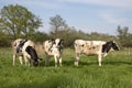 Three young black and white cows are cozy together in a green meadow with trees in the background under a blue sky