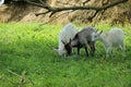 three young black and white goats eat green grass Royalty Free Stock Photo