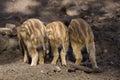 Three young boar pigs from behind