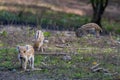 Three young boar pigs Royalty Free Stock Photo