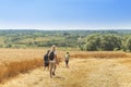 Three young boys with backpacks go hiking along the wheat field