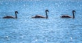 Three young brown coloured white swans swimming in a lake with blue water on a sunny day Royalty Free Stock Photo