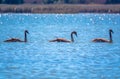 Three young brown coloured white swans swimming in a lake with blue water on a sunny day Royalty Free Stock Photo