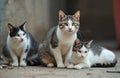 Three young cats sit together outdoors on a dusty ground. One cat is black and white, another is grey tabby and white, and the Royalty Free Stock Photo