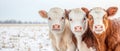 Three young cattle, curious and looking forward, stand in a snowy field with a muted winter landscape. Royalty Free Stock Photo