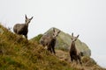 Three young chamois in fog in Tatra mountains
