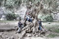 Three young children playing on a gnarled tree