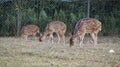 Three young Chital deer or Cheetal deer or Spotted deer or axis deer eating grass at the nature reserve or zoo park Royalty Free Stock Photo
