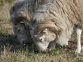 Three young clots or ram pasturing on the grass field