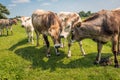 Portrait of three young cows Royalty Free Stock Photo