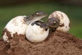 Three Young Nile Crocodiles hatching from eggs