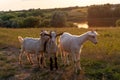 Three young cute goats poses to camera at sunset. A young goat kids grazing in the evening. Beautiful rural landscape in Royalty Free Stock Photo