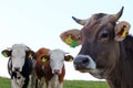 Three young dairy cows with horns on a pasture