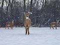 Three Young Deer in the Forest on a Snowy Day in Chicago,  one looking directly into camera, with snow falling Royalty Free Stock Photo