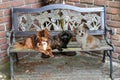 Three young dogs sitting on a bench