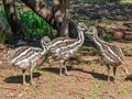 Three Young Emu Chicks Royalty Free Stock Photo