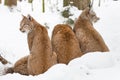 Three young Eurasian bobcats Lynx lynx sitting side-by-side in snow-covered winter landscape Royalty Free Stock Photo