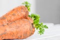 Three young freshly-carrots with a tops on a wooden table.