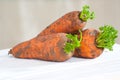 Three young freshly-carrots with a tops on a wooden table close-up..