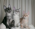 Three young funny kittens of red, smoky and tortoiseshell color with orange eyes