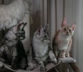 Three young funny kittens of red, smoky and tortoiseshell color with orange eyes