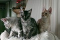 Three young funny kittens of red, smoky and tortoiseshell color with orange eyes