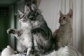 Three young funny kittens of red, smoky and tortoiseshell color with orange eyes