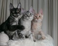 Three young funny kittens of red, smoky and tortoiseshell color with orange eyes