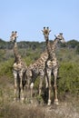 Three young Giraffe - Botswana Royalty Free Stock Photo