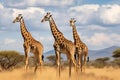 Three young giraffes standing in savannah. Generative AI Royalty Free Stock Photo