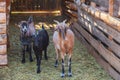 Three young goat walking in the wooden paddock for the goats on the farm for animals.