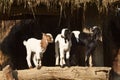 Three young goats in Nepal