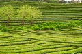 Three young green trees stand among horizontal and diagonal rows of green tea bushes Royalty Free Stock Photo