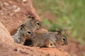 Three young grey squirrels