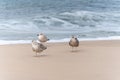 Three young gulls on the beach. Royalty Free Stock Photo