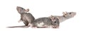 Three Young Hairless rats, isolated