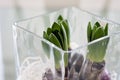 Three young hyacinths growing from bulbs in a clear square glass dish or vase on the table. Small hyacinths growing and opening up