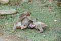 Three young japanese macaques playing Royalty Free Stock Photo