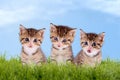 Three young kitten on a green meadow