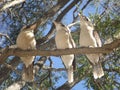 Three young Kookaburras Royalty Free Stock Photo