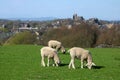 Three young lambs in field, Lancaster Royalty Free Stock Photo